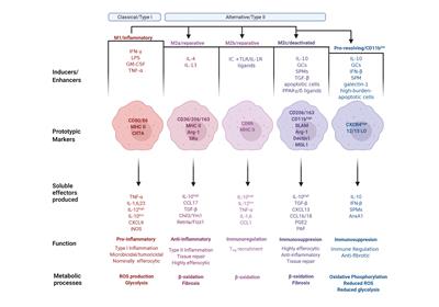 Weathering the Storm: Harnessing the Resolution of Inflammation to Limit COVID-19 Pathogenesis